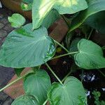 Alocasia cucullata Folha