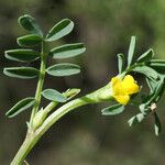 Hippocrepis unisiliquosa Deilen