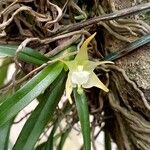 Aeranthes parvulaFlower