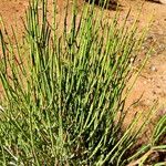 Ephedra viridis Levél