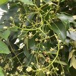 Ekebergia capensis Λουλούδι