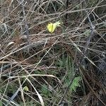 Pinguicula lutea Staniste