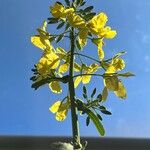 Brassica incana Flower