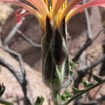 Mutisia hamata Flower