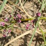 Polygonum plebeium Fleur