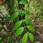 Chiococca alba Leaf