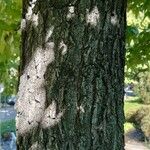 Liquidambar styraciflua Bark