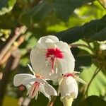 Dombeya borraginea Floare