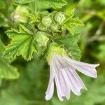 Malva multiflora Květ