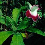 Sinningia speciosa Hoja