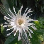 Praecereus saxicola Flower