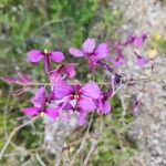 Moricandia moricandioides Flor