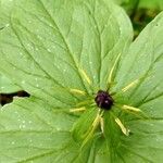 Paris quadrifolia Flower