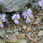 Viola diversifolia आदत