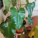 Philodendron burle-marxii Лист