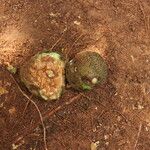 Parinari excelsa Fruto