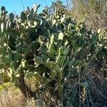 Opuntia elata Plante entière