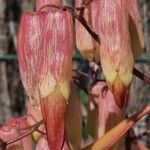 Bryophyllum pinnatum