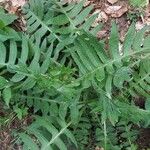 Cirsium erisithales Leaf