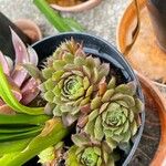 Sempervivum montanum 葉