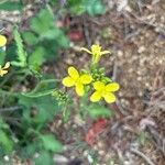 Brassica fruticulosa Blüte