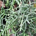 Rhipsalis cereuscula Hoja