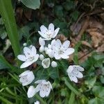 Allium massaessylum Flower