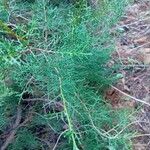 Juniperus phoenicea Leht