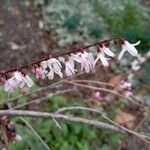 Abeliophyllum distichum Blüte