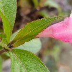 Weigela florida List