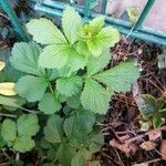 Geum urbanum Лист