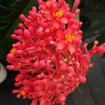 Jatropha multifida Flower