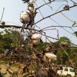 Gossypium barbadense Fruit