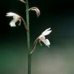 Oeceoclades maculata 花