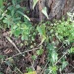 Smilax aspera Libunga