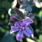 Plumbago europaea 花