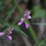 Polygala nicaeensis Цветок