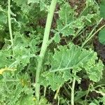 Brassica rupestris Leaf