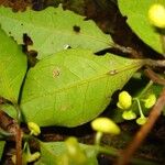 Hedycarya cupulata Vrucht