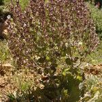 Salvia aethiopis Habit