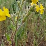 Alkanna primuliflora Fleur