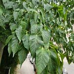 Acer davidii Feuille