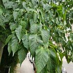 Acer davidii পাতা