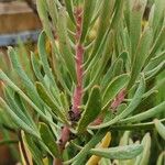 Protea canaliculata Leaf