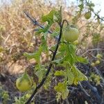 Solanum linnaeanum Плод