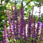 Salvia nemorosa Hábito
