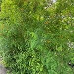Colutea orientalis Hábito