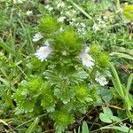 Euphrasia officinalis Habitus