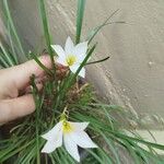 Zephyranthes rosea Kvet