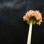 Lecanthus peduncularis ফুল